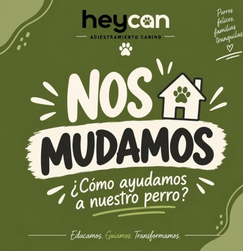 Nos mudamos: ¿cómo ayudamos a nuestro perro?